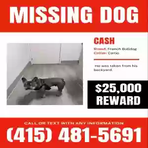 lost male dog cash