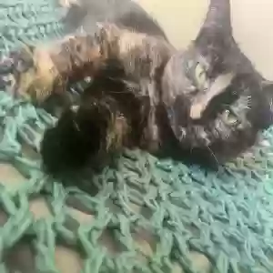 lost female cat nova