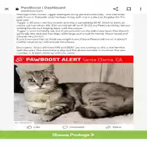 lost female cat tigger