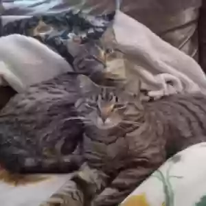 lost female cat daisy & buttons