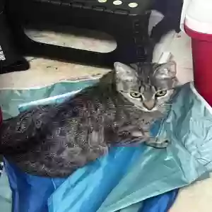 lost female cat ash