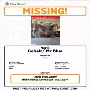 lost male cat cobalt/mr blue