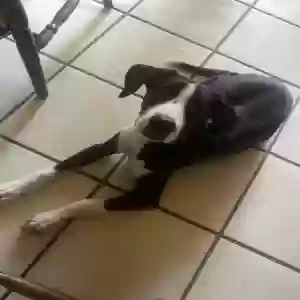 lost female dog angel