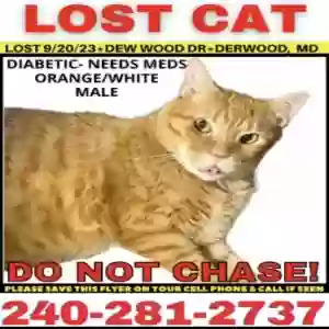 lost male cat roux