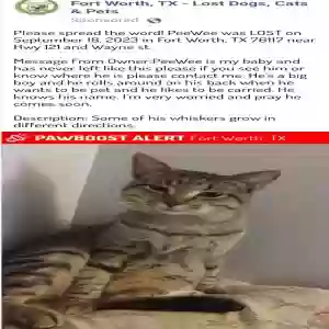 lost male cat peewee