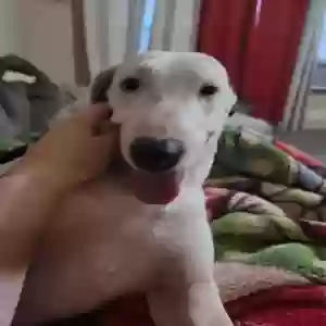 lost female dog raine