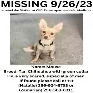 lost male dog mouse