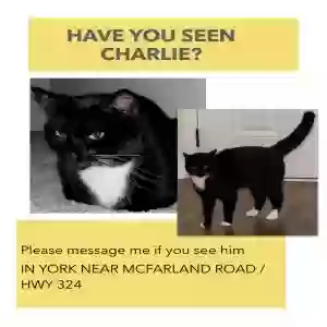 lost male cat charlie