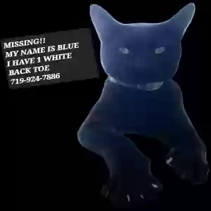 lost male cat blue
