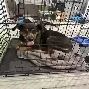 found male dog unknown