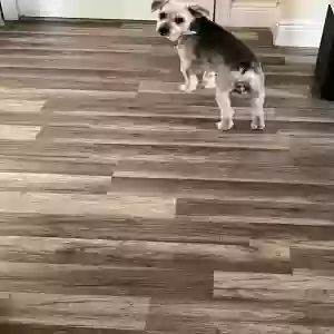 lost male dog sparky