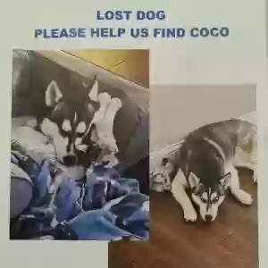 lost female dog coco