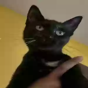 lost female cat titi