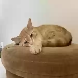 lost female cat olive