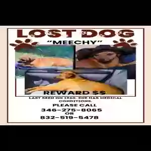 lost female dog meechy