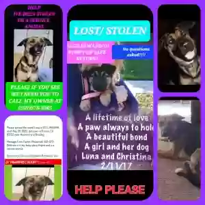 lost female dog luna