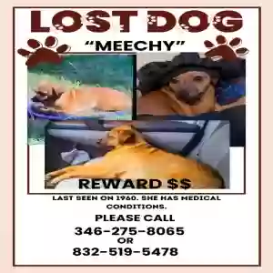 lost female dog meechy