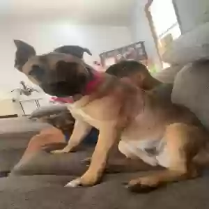lost female dog sophie