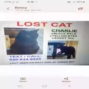 lost male cat charlie