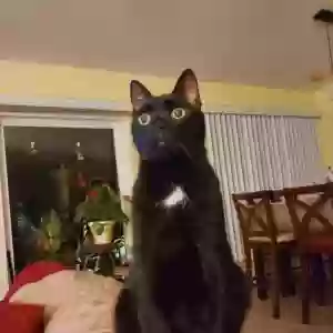 lost male cat paco