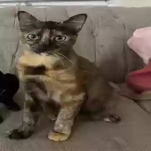 lost female cat peanut
