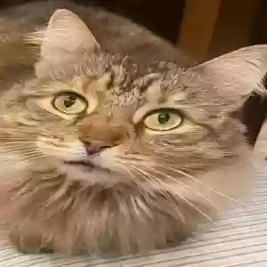 lost female cat mcfatso