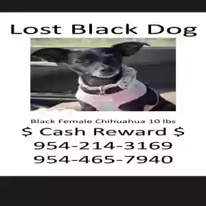 lost male dog daisy