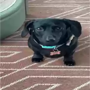 lost female dog frannie