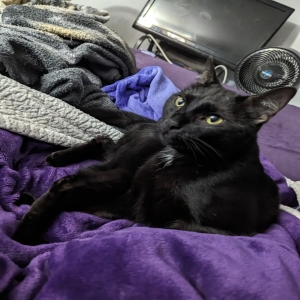 lost male cat onyx