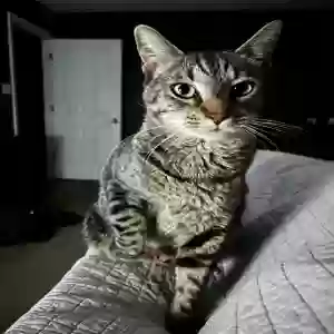 lost male cat malachi