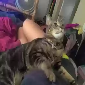 lost male cat ace