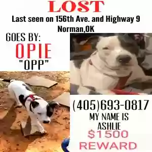 lost male dog opie