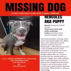 lost male dog hercules