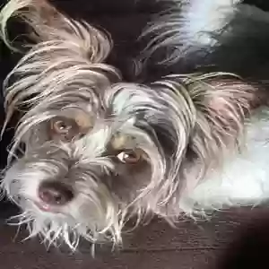 lost female dog darci