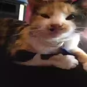 lost female cat kallie