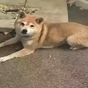 lost female dog hachi