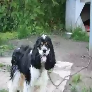 lost female dog keshia