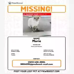 lost female cat marie