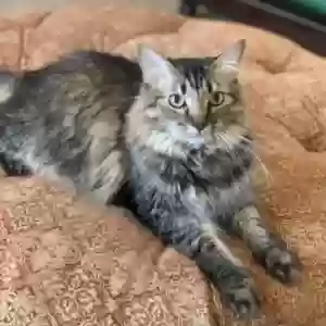 lost female cat thea