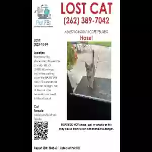 lost female cat hazel