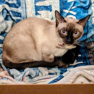 lost female cat tonks