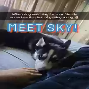 lost female dog sky