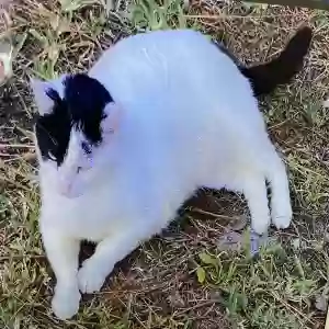 lost male cat simon