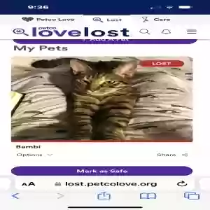 lost female cat bambi