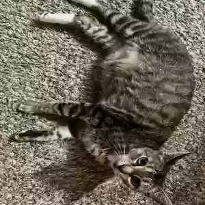 lost female cat artemis