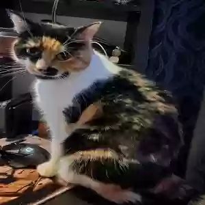 lost female cat nora