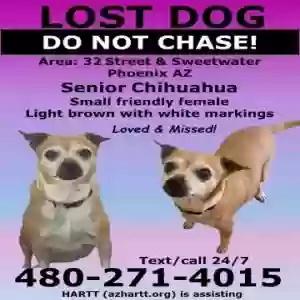 lost female dog tinkerbell