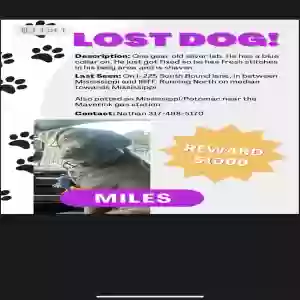 lost male dog miles
