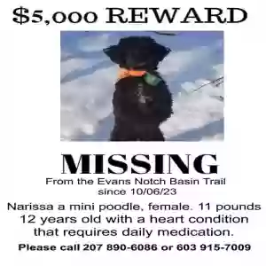 lost female dog narissa