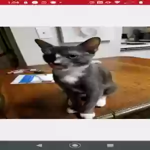lost male cat savage